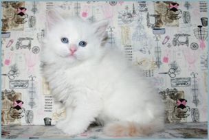 Male Siberian Kitten from Deedlebug Siberians